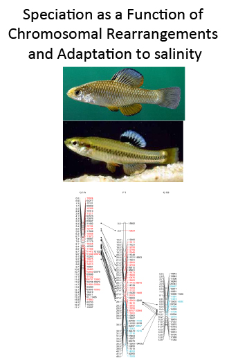 Speciation as a function of chromosomal rearrangement and adaptation to salinity