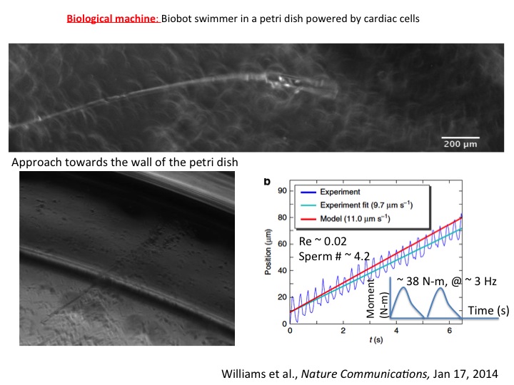 Biological Mechine: biobot swimmer in a petri dish