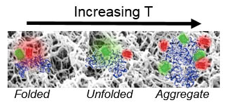 Increasing T on protiens