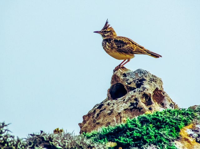 Lark, otherwise known as the morning person
