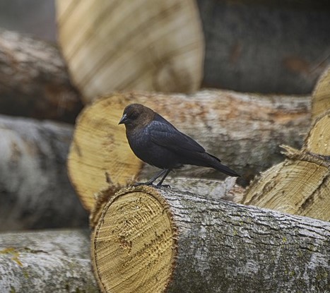 Brown-Headed Cowbird