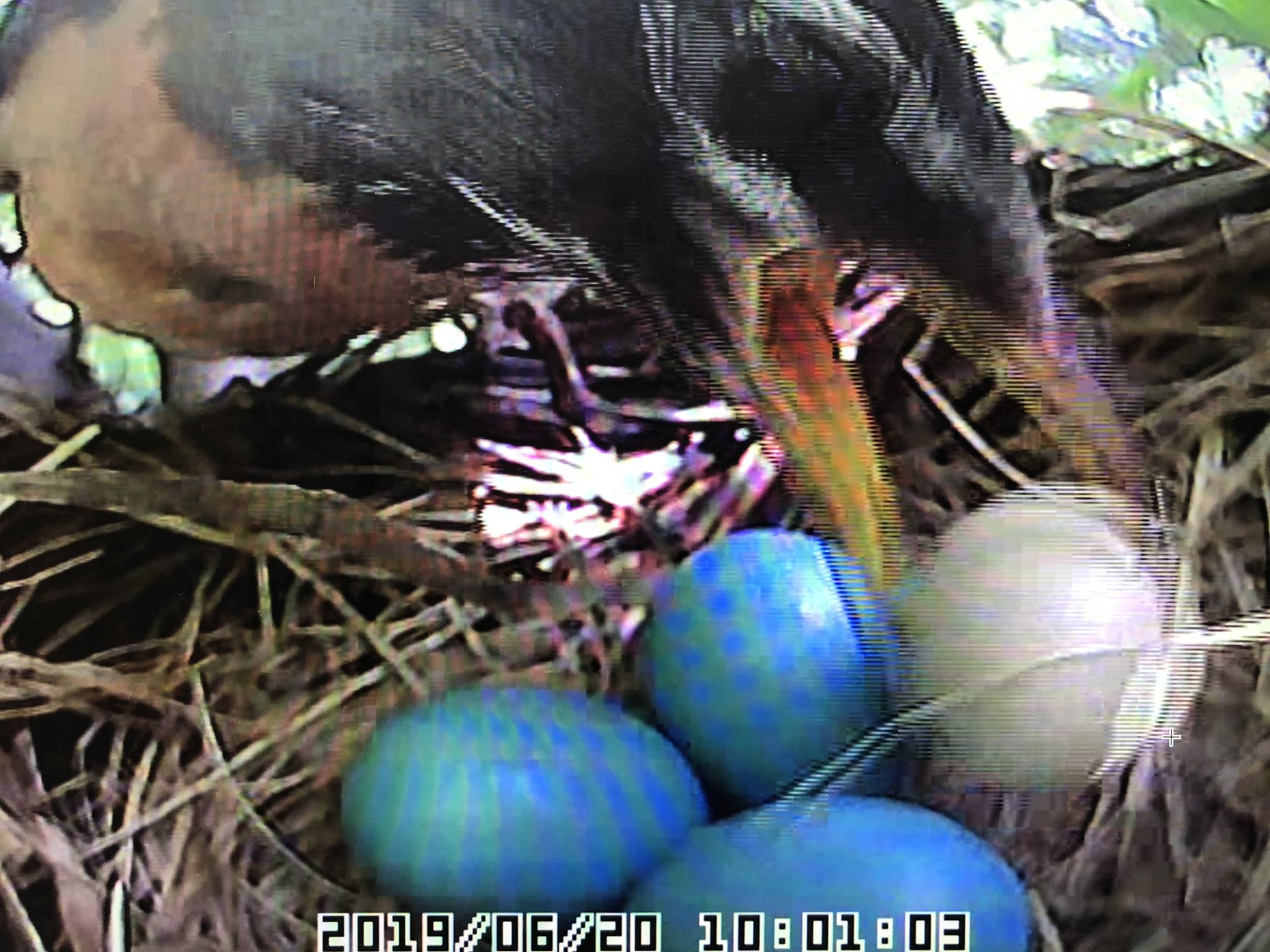 A robin taking an invasive bird egg and from its nest to drop it on the ground