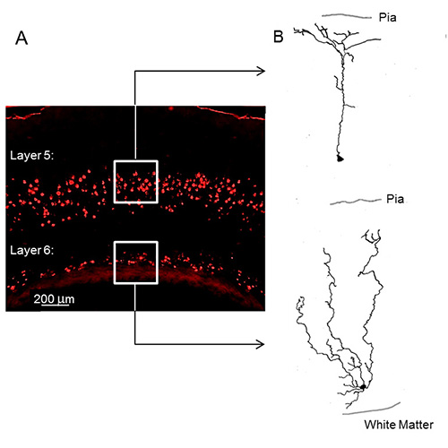 Layers 5 and 6 of the corticocollicular system