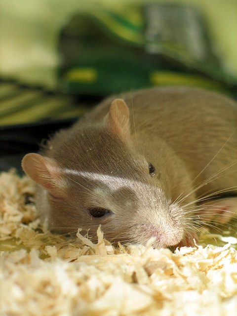 Sleeping rat