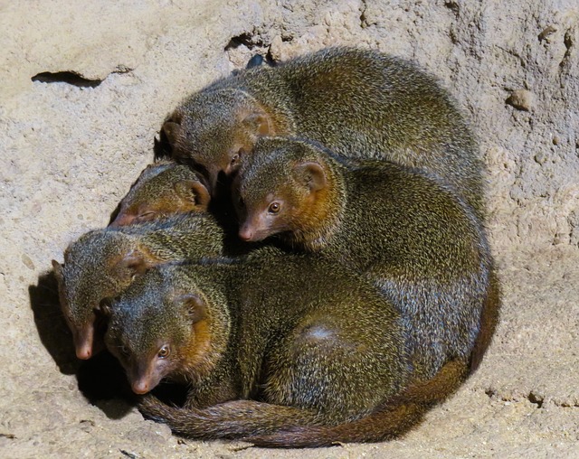 Sleeping family of animals