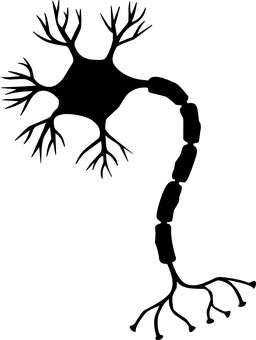 Outline of Neuron