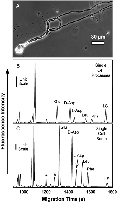 Migration time x Fluoescence Intensity