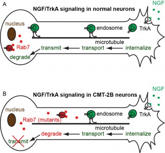 Firgure 1: Model of defective axonal transport of Rab7 in Charcot-Marie-Tooth 2B neuropathy