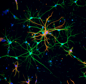 Neural Connections