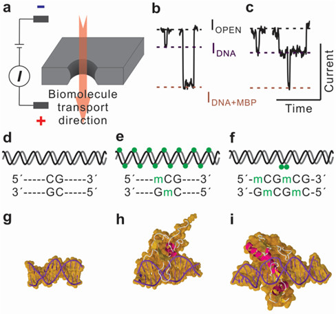 Fig. a. Schematic shows cross-sectional view of solid-state nanopore. Biomolecule transports the nanopore along with biased voltage across the nanopore. 