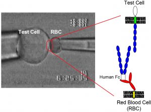 Quantifying cell adhesion kinetics with micropipettes