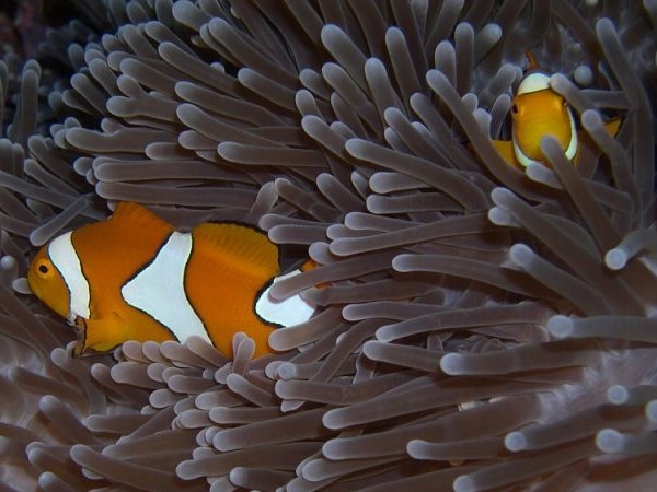 Clown Fish