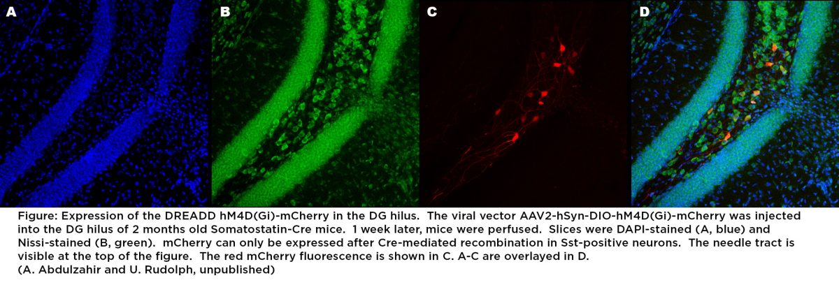 Expression of the DREADD hM4D(GI)-mCherry in the DG hilus