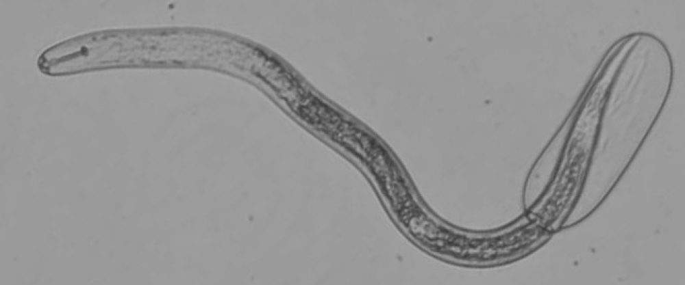 Ringworm