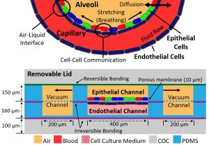 How lung on a chip