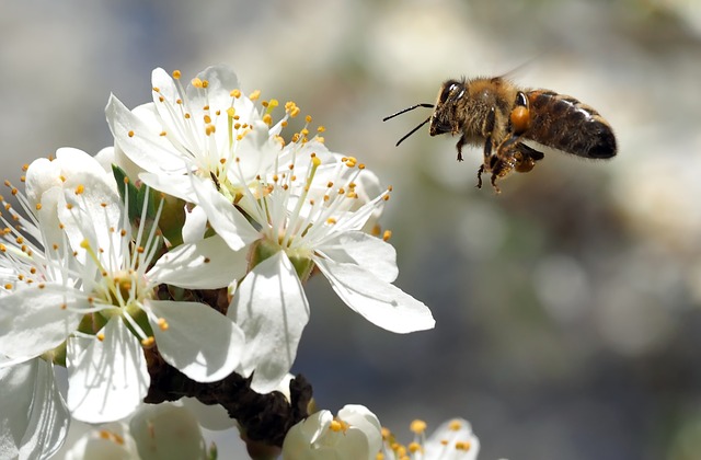 Bee going to a flower