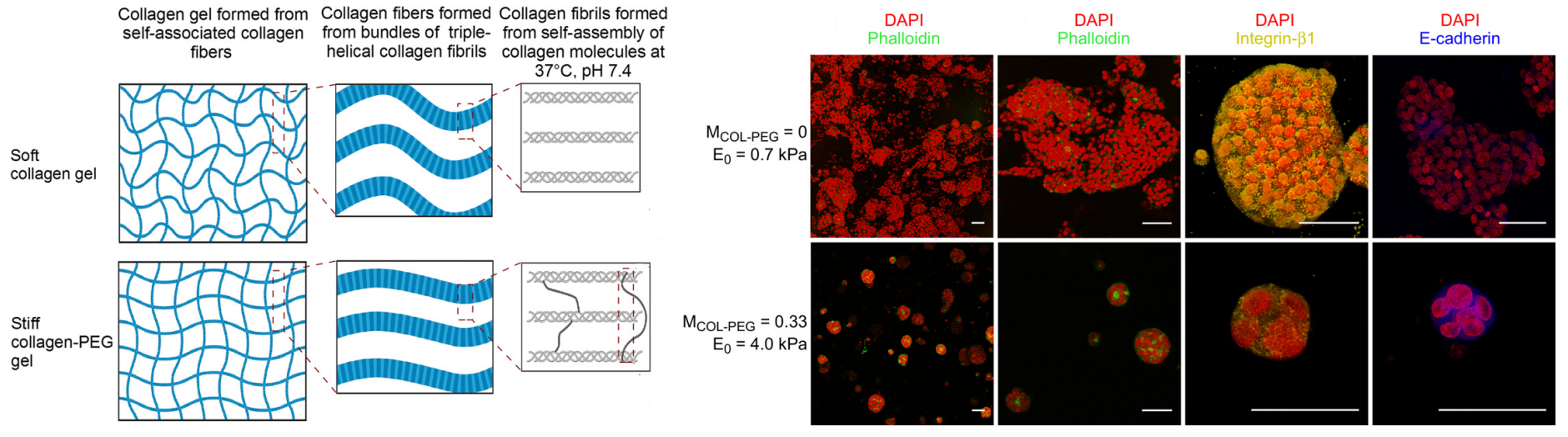 (Left) Scheme of soft/stiff cell-instructive collagen gels; (Right) Cancer malignancy in collagen gels with different cues.