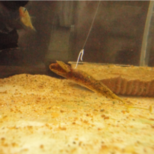 Dad sculpin