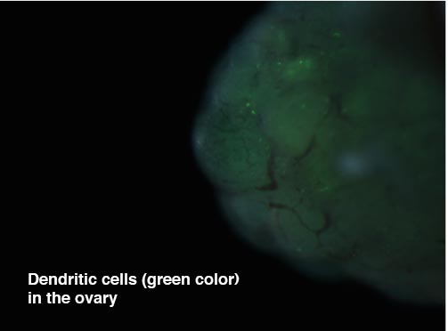 dendritic in ovary