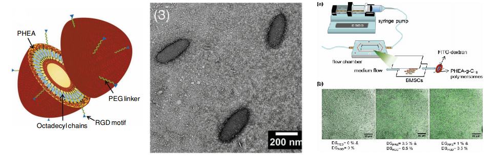 Polyaspartamide polymer with a hydrophobic chain can self-assemable into an ellipsoidal naonparticle. This special shape enables efficient adhesion to stem cells.