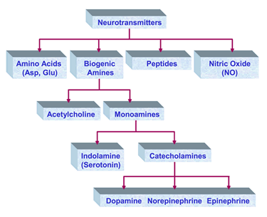 Neurotransmitters Flow Chart