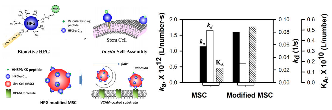 (Left) A highly-branched polymer can be easily attached to the surface of a stem cell; (Right) With the polymer attached, bioadhesion kinetics are improved.