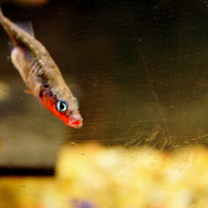 Red Male