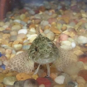 Sculpin