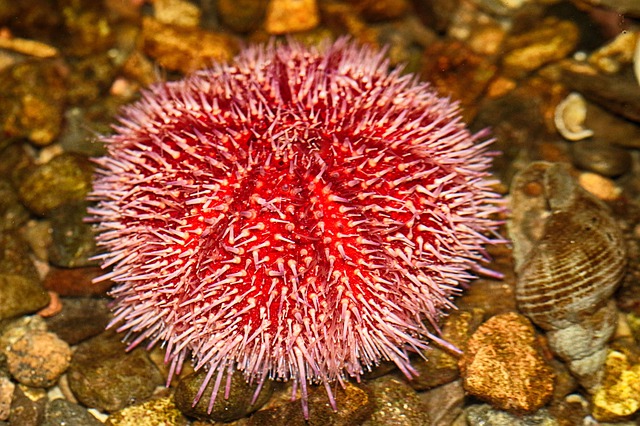 Sea Urchin