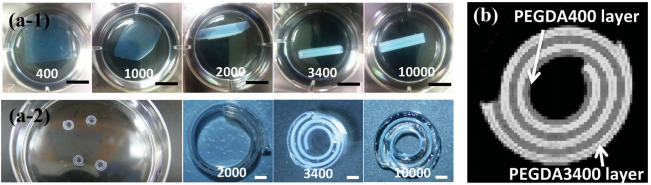 (a) Effects of poly(ethylene glycol)diacrylate (PEGDA) molecular weight hydrogel self-folding (a-1 and a-2). (b) Magnetic resonance image of self-folded, multi-walled PEGDA hydrogel.