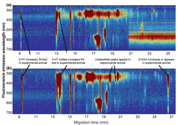 An electropherogram taken with the wavelength-resolved CE-LINF of a rat ilium (part of the gut) from (a) a control animal, and (b) a serotonin syndrome-induced animal. Red areas indicate high fluorescence intensity. 