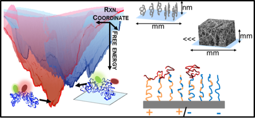 Protein Folding Effect