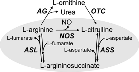 urea cycle and cit-no cycle