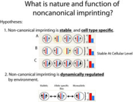 Nature of noncanonical imprinting