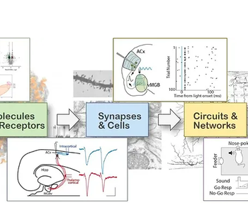 Auerbach Lab