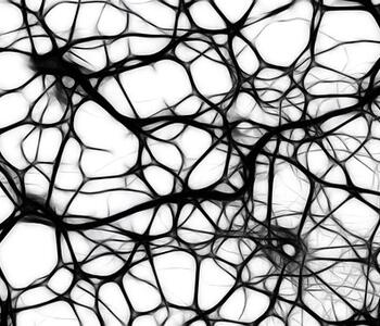 Neurons