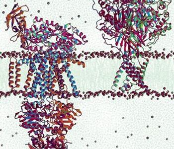 Membrane Channels and Transporters