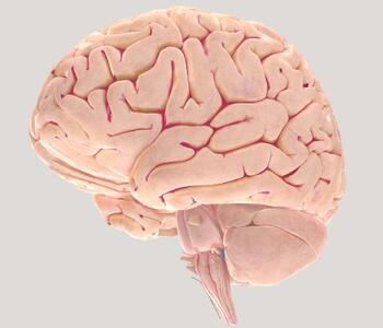 3D Brain