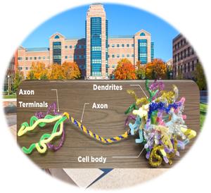 Neuron Building