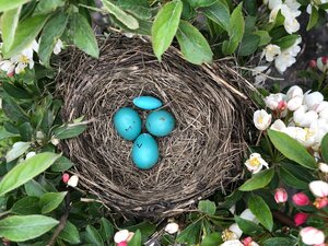 Robin Eggs