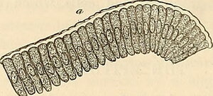 Diagram of a Membrane
