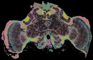 Honey Bee Brain Slice