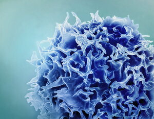 T Cell