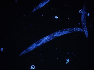 C. Elegans Glowing in the Dark