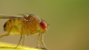 Drosophila
