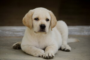 Labrador Retriever Puppy