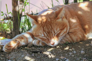 Sleeping Cat