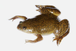 Adult Xenopus Laevis