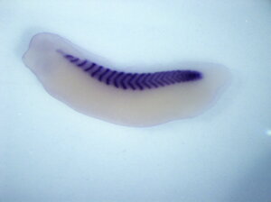 Xenopus Laevis Embryo