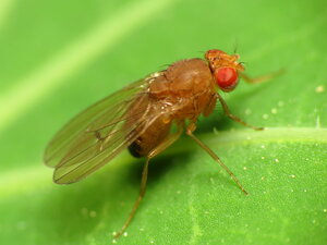 Drosophila